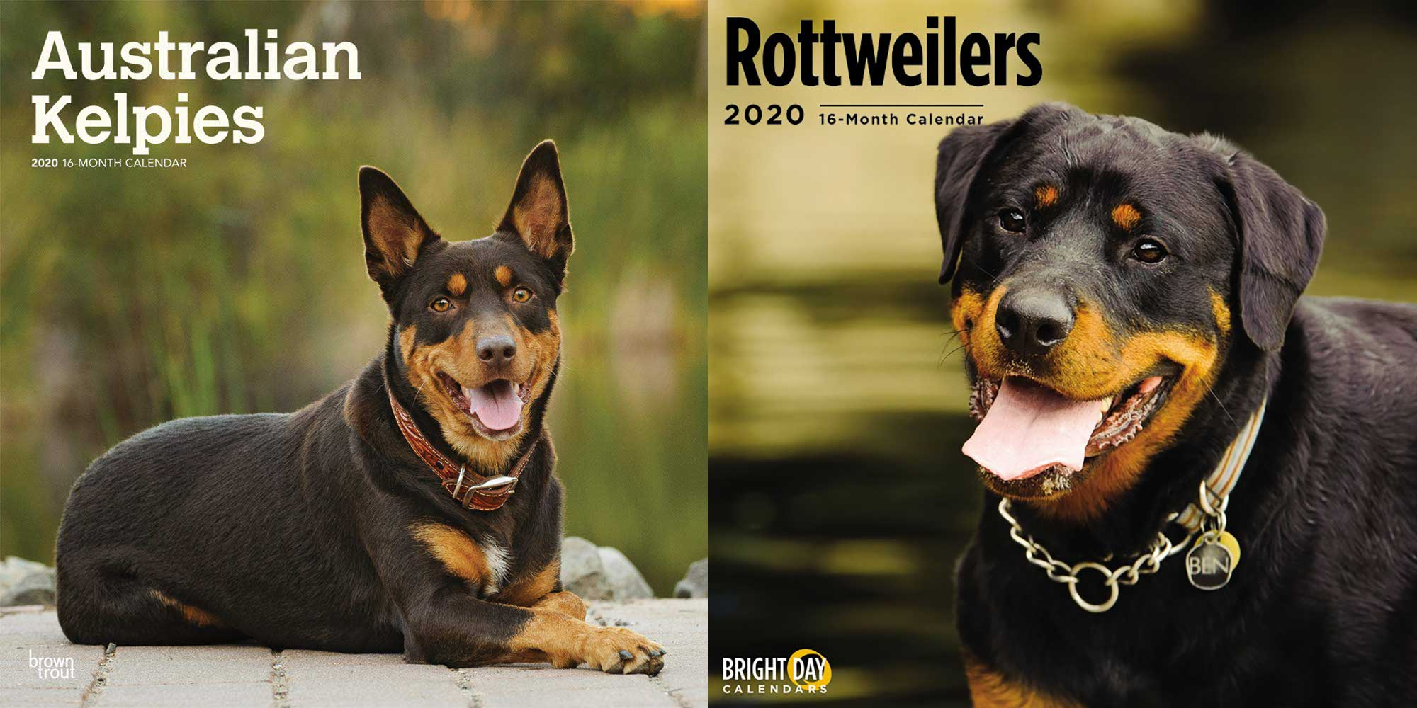 Breed Calendar Photoshoots - Every Dog Has a Story
